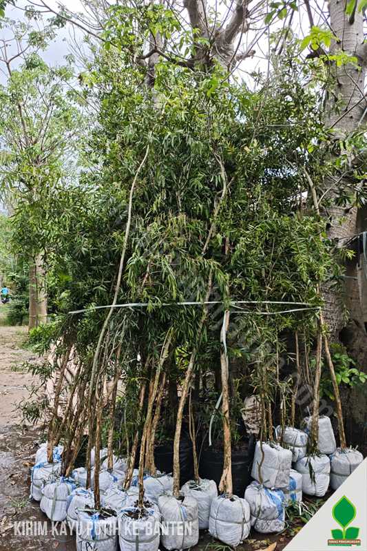Pohon Kayu Putih dan Liang Liu Menuju Banten