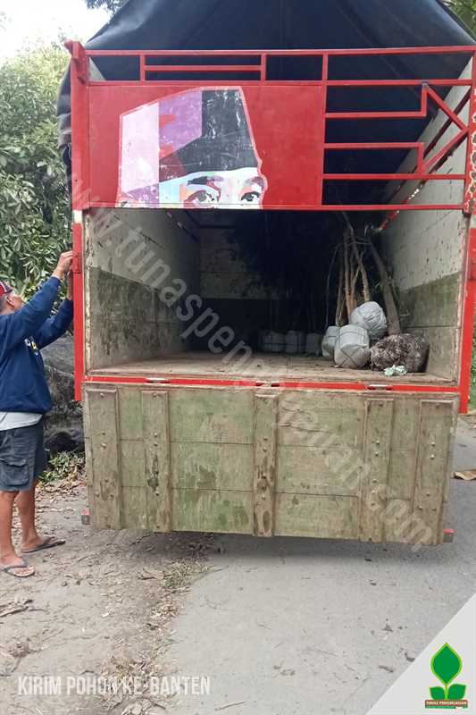 Pohon Kayu Putih dan Liang Liu Menuju Banten