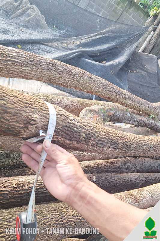 Puluhan Pohon Trembesi, Pule, dan Norfolk Dikirim ke Bandung