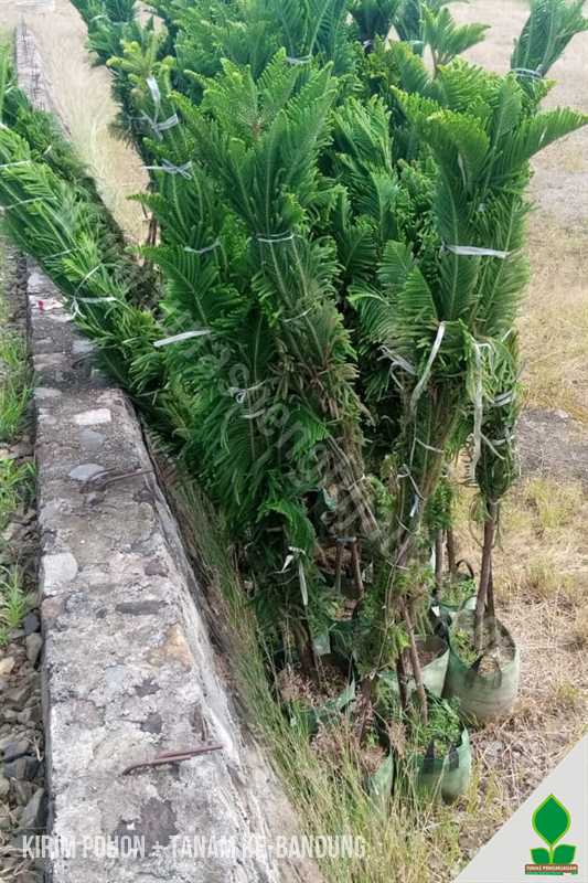 Puluhan Pohon Trembesi, Pule, dan Norfolk Dikirim ke Bandung