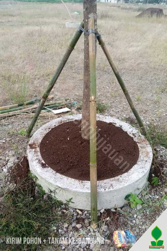 Puluhan Pohon Trembesi, Pule, dan Norfolk Dikirim ke Bandung