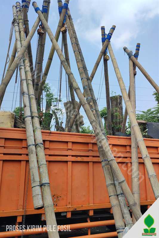Kirim Pohon Pule Fosil Premium Unik ke Jambi