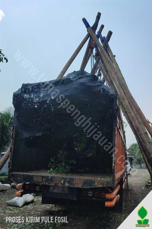 Kirim Pohon Pule Fosil Premium Unik ke Jambi