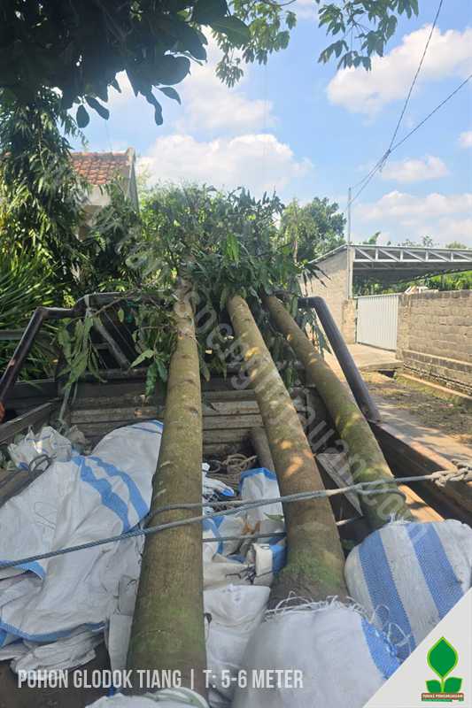 Pohon Glodok Tiang 5-6 Meter UP