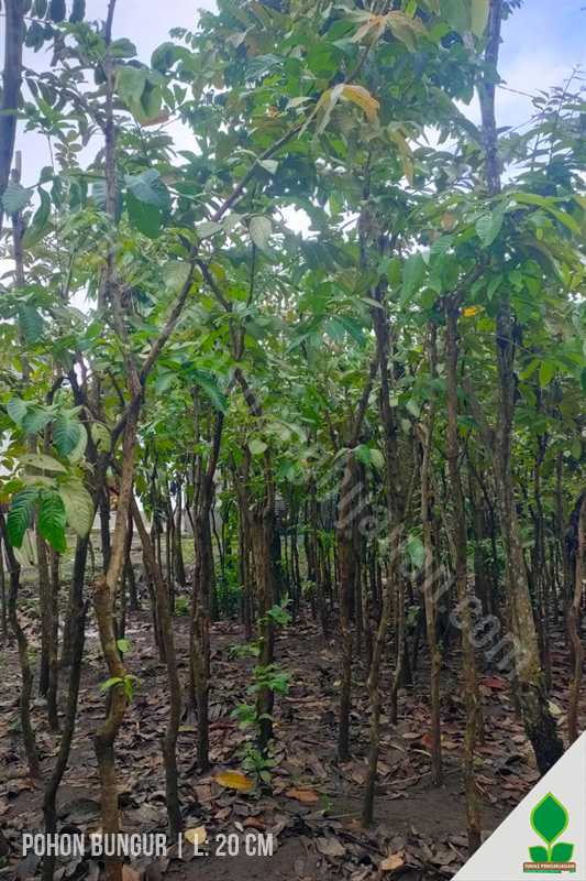 Pohon Bungur 3-4 Meter Besar