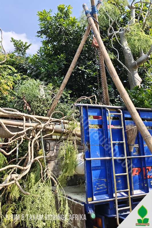 Penanaman Pohon Moringa Afrika Premium di Madiun