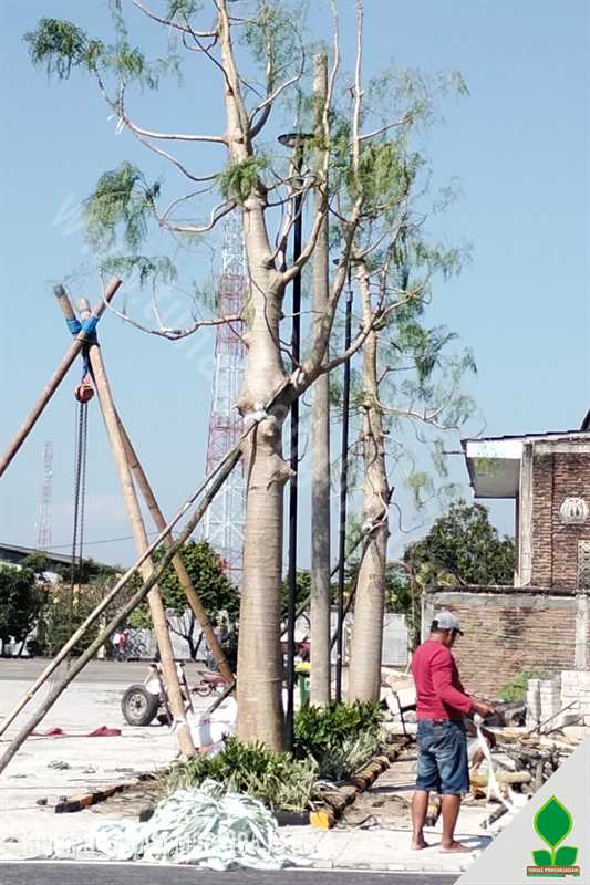 Penanaman Pohon Moringa Afrika Premium di Madiun