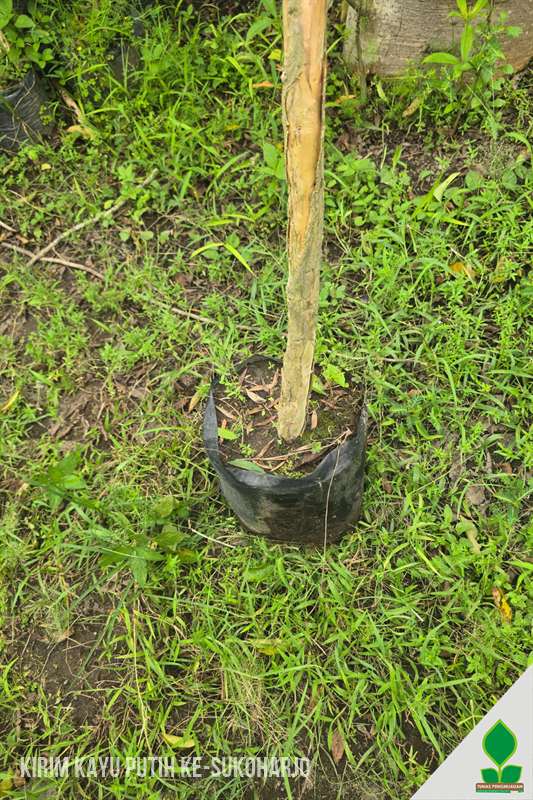 Kirim Pohon Kayu Putih 2-3 Meter Menuju Sukoharjo