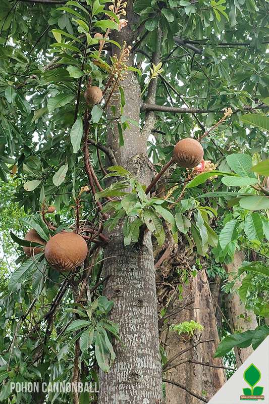 Pohon Cannonball Meriam Langka