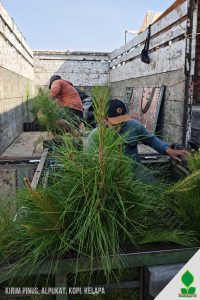 Kirim Bibit Pinus untuk Penghijauan dan Perkebunan di Jawa Barat