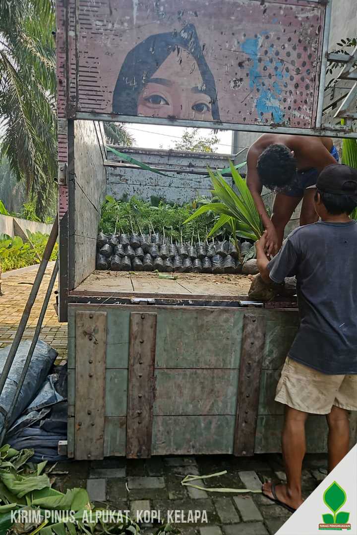 Kirim Bibit Pinus untuk Penghijauan dan Perkebunan di Jawa Barat