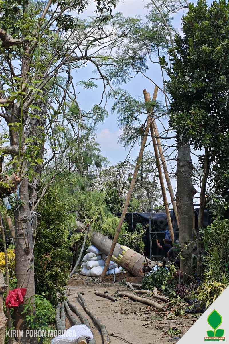 Kirim Pohon Moringa Besar untuk Ditanam di Jakarta
