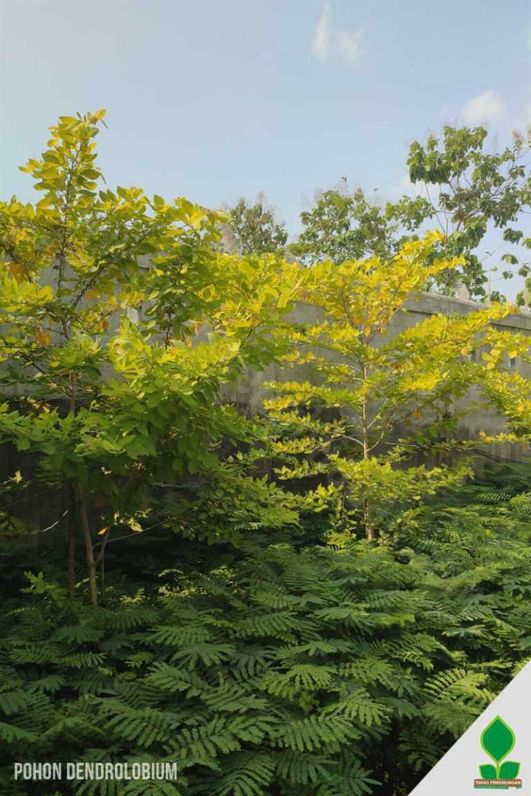 Pohon Dendrolobium Umbellatum