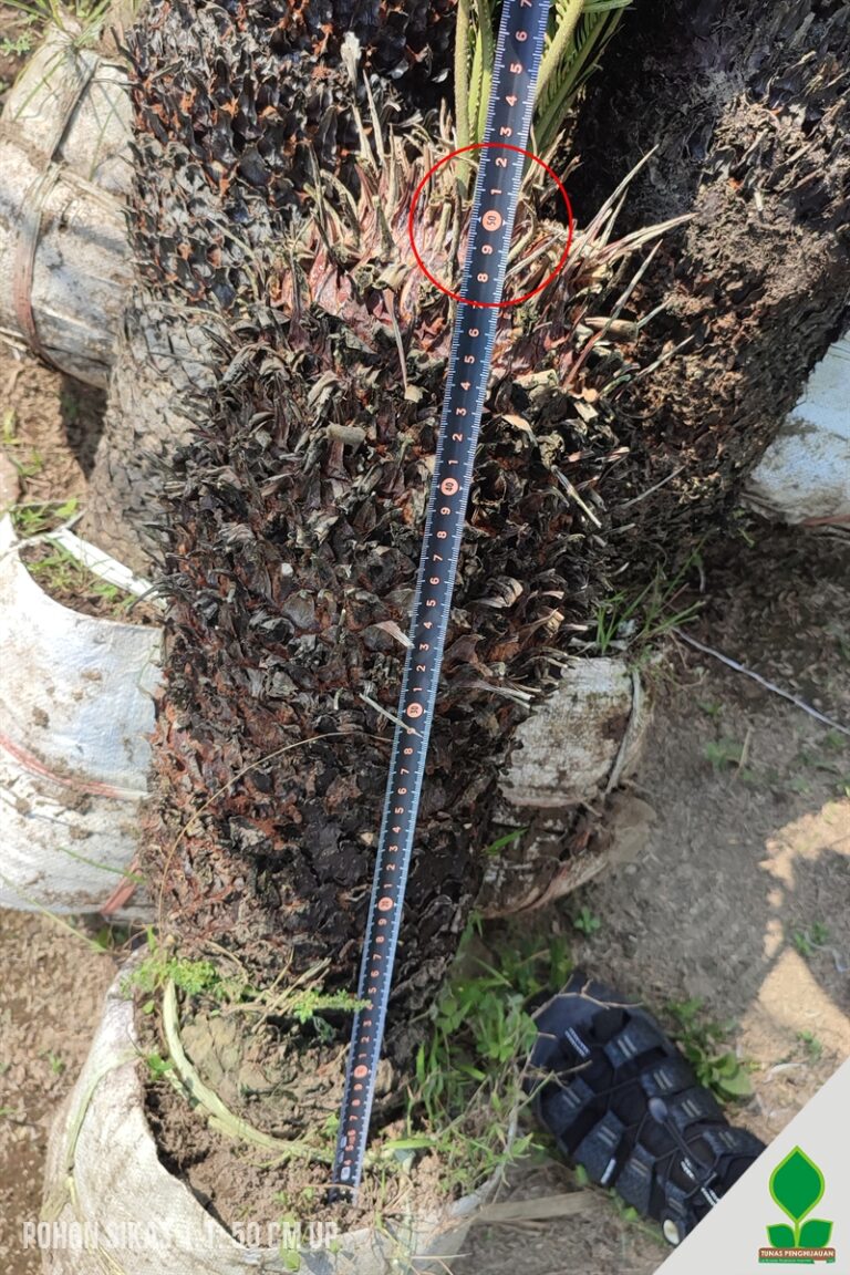 Palem Sikas 50 cm Batang Keras