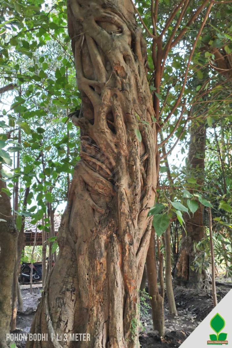 Pohon Bodhi Fosil Lingkar 3 Meter