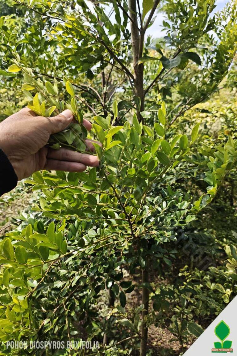 Pohon Diospyros Buxifolia Daun Berkilau