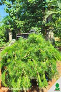 Kirim 30 Pohon Pinus Tinggi 150 cm UP Menuju Bogor