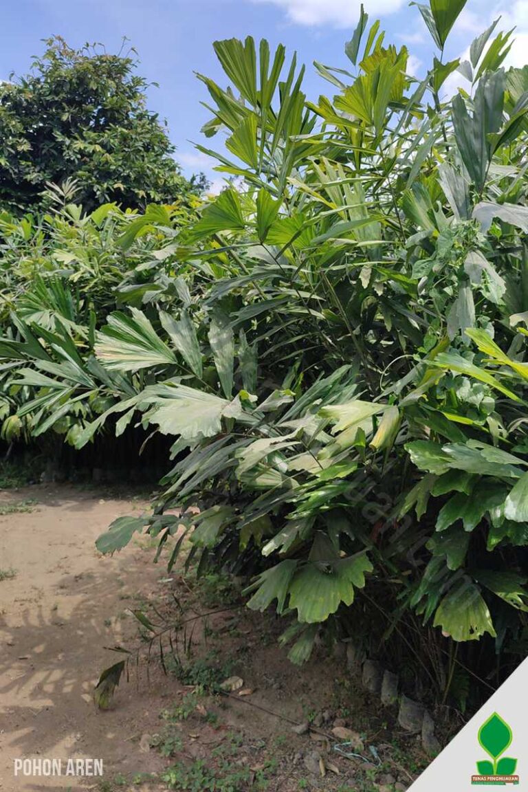 Jual Pohon Aren Tinggi 2-3 Meter UP