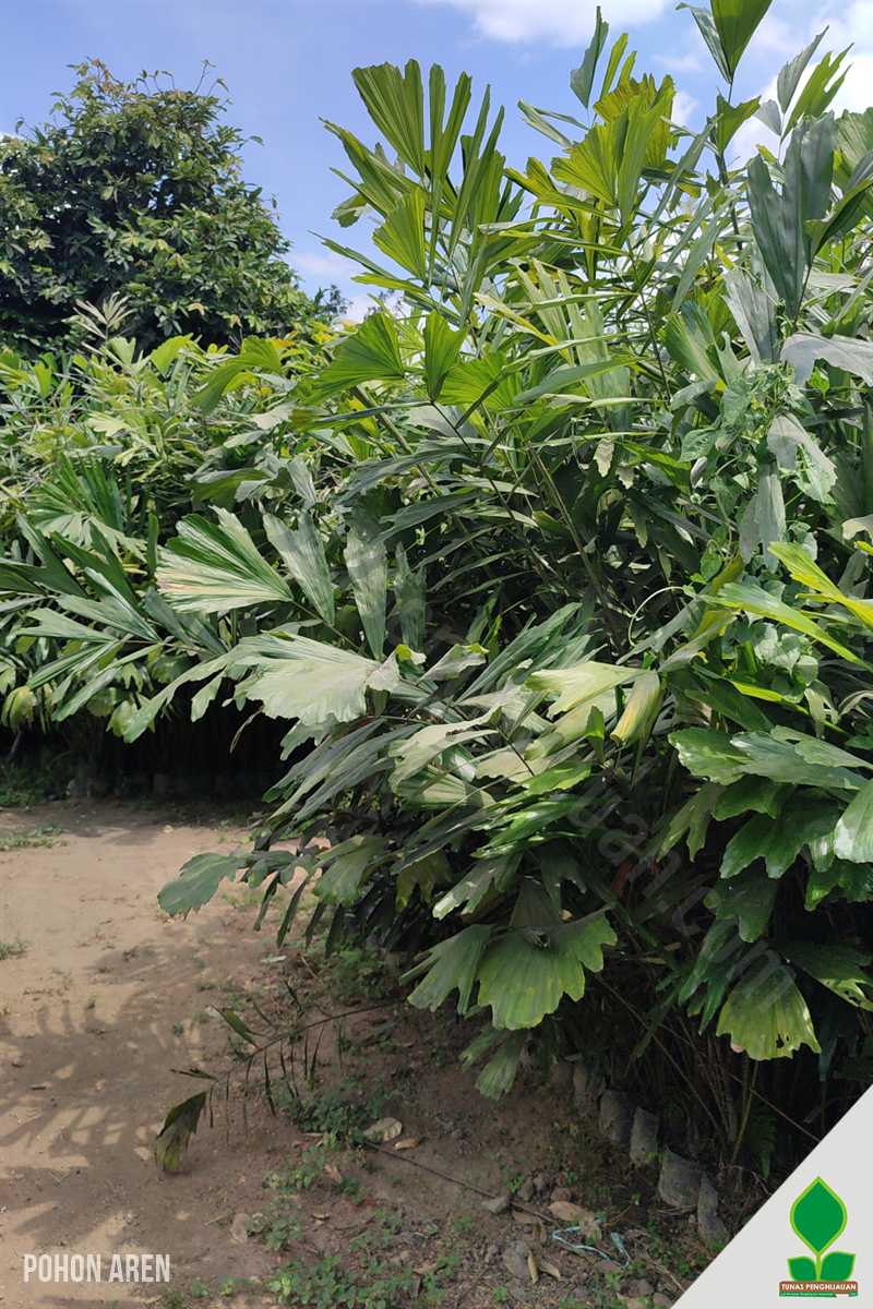 Jual Pohon Aren Tinggi 2-3 Meter UP