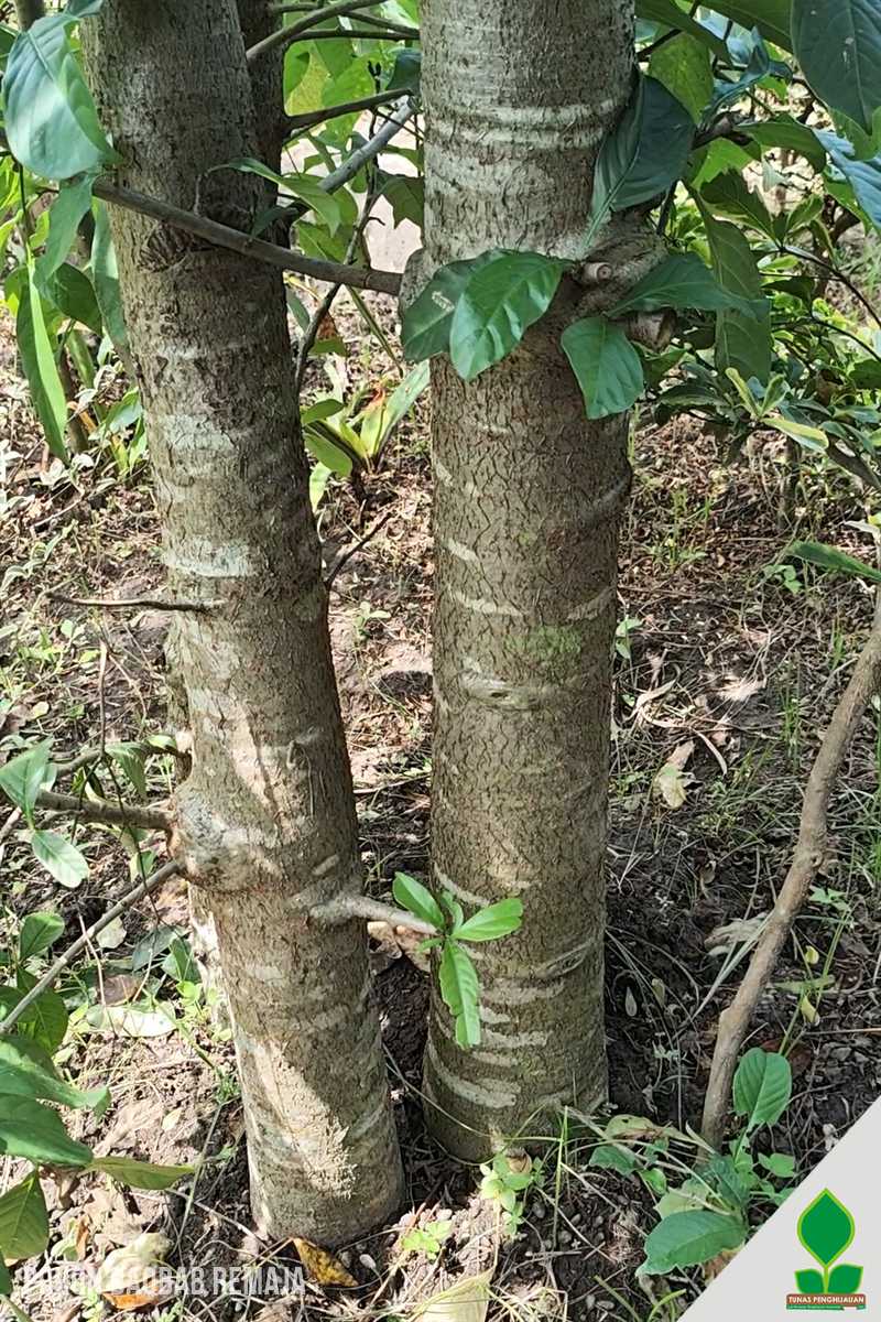 Pohon Baobab Remaja 2 Meter UP