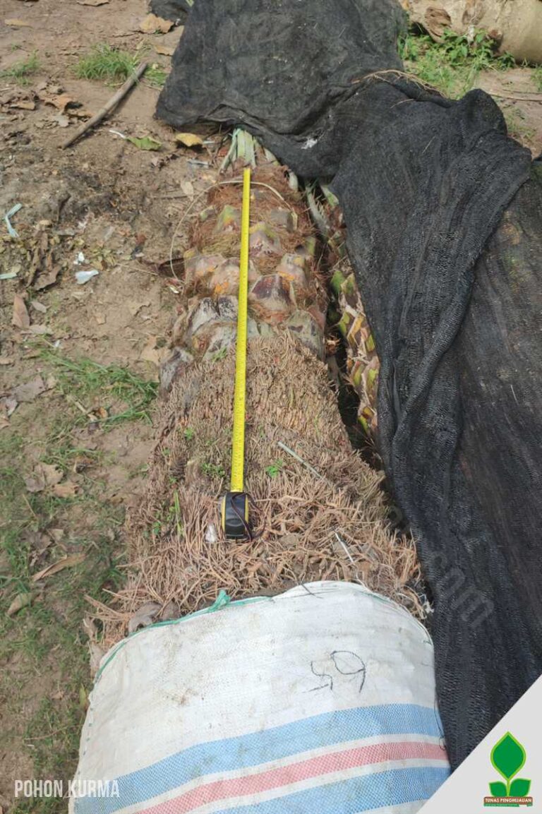 Palem Kurma 1 Meter Batang