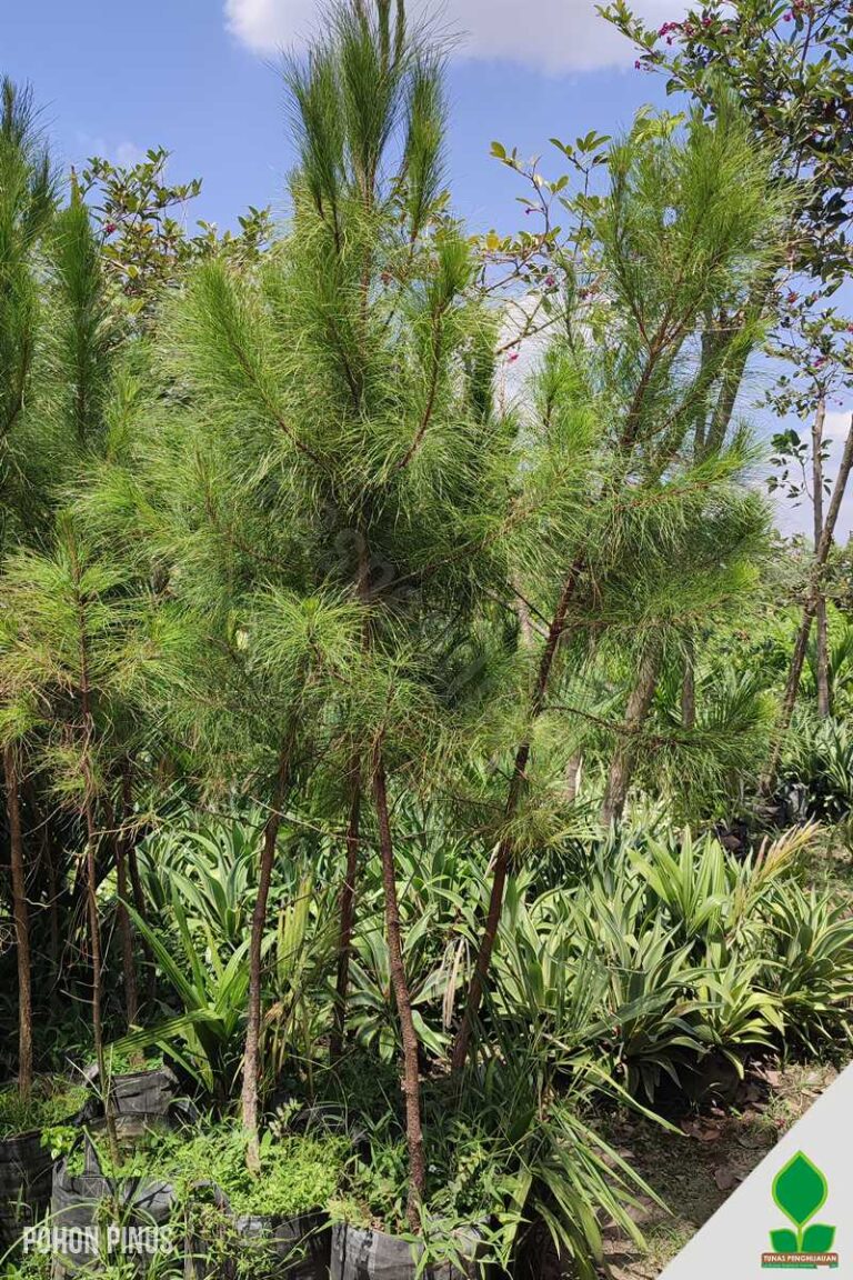 Pohon Pinus 2 Meter UP Planterbag