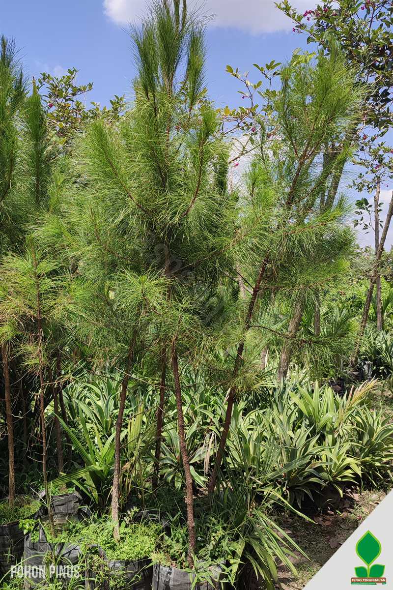 Pohon Pinus 2 Meter UP Planterbag