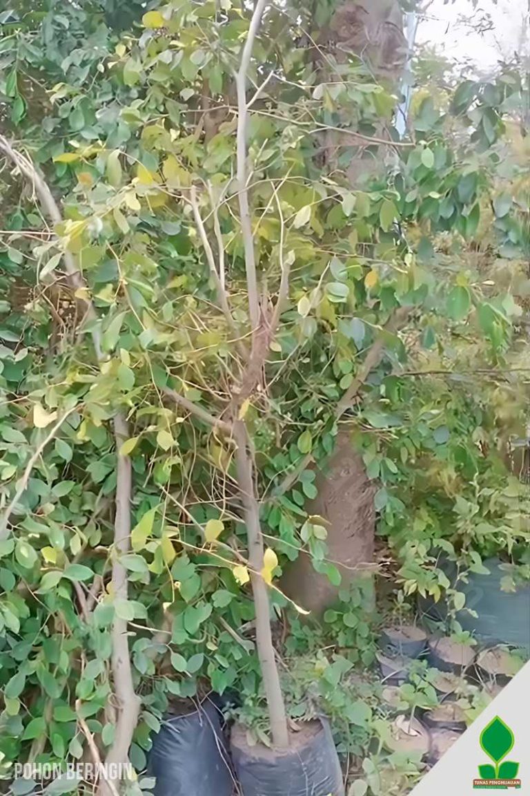 Pohon Beringin Hijau 1-2 Meter UP