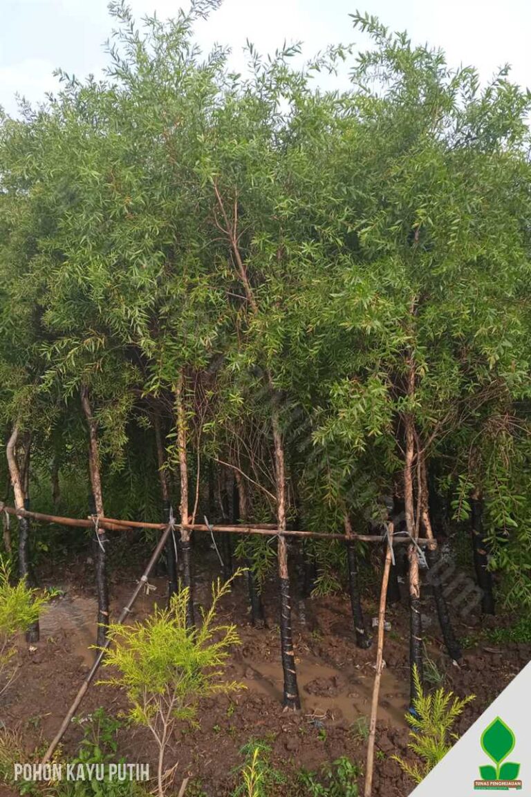 Pohon Kayu Putih 2-3 Meter