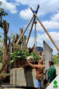 Kirim Pohon Bodhi Berkualitas Menuju Denpasar Bali