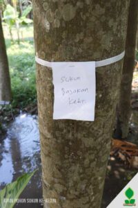 Kirim Pohon Sukun Ukuran Besar ke Kediri: Aman, Karantina, & Siap Tanam