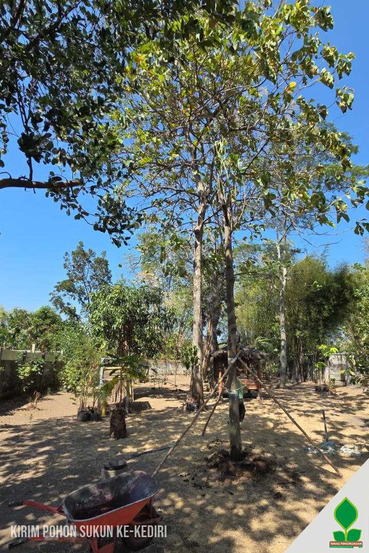Penanaman Pohon Sukun di Kediri
