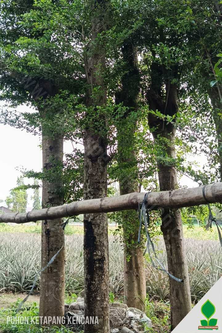 Ketapang Kencana Lingkar Besar