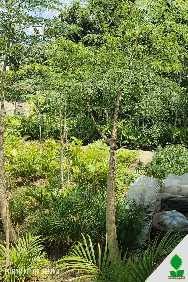 Pohon Moringa Afrika 2 Meter UP