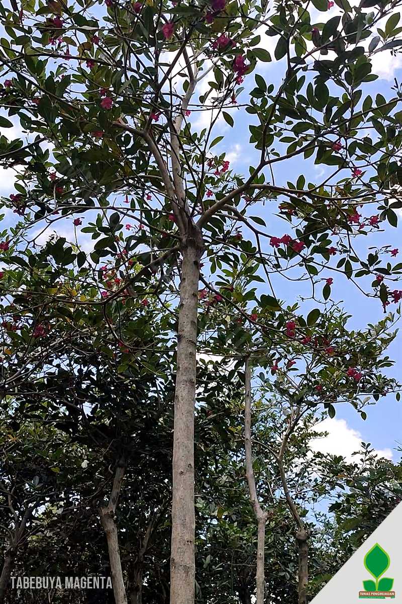Tabebuya Magenta Pasti Cepat Berbunga